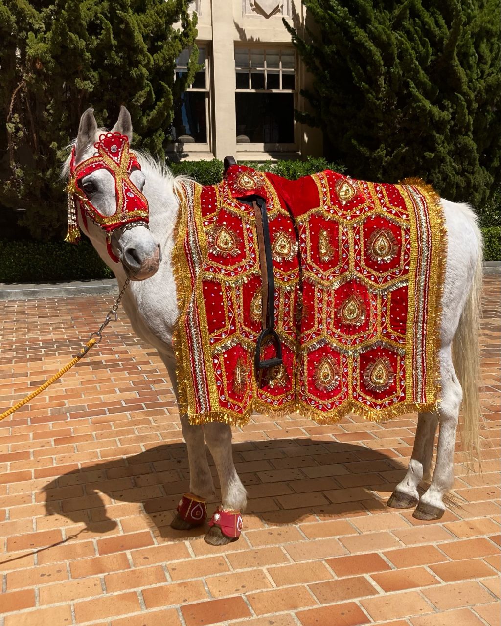 Hackney Horse & Carriage - Dhol Player